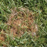 http://www.turfgrass.ncsu.edu/Images/Diseases/pythiumblight/Web/pythium_blight_myceliumTF11_ltc.jpg