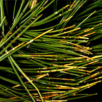 Pines Disease