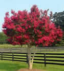 Pink Crape Myrtle Tree