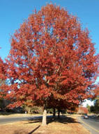 Red Oak Tree Mature