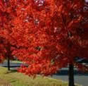 The Red Maple