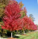 Scarlet Red Maple Trees
